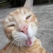 Meaw ₍^. .^₎⟆