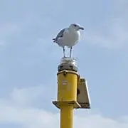 singの画像