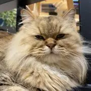 さこみんの画像