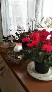 櫻子の画像