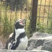 Naatuの画像