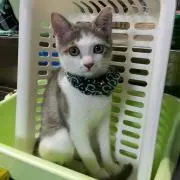 にゃん