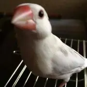 さくらの画像