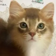 キキちゃんの画像