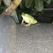 はな！7/11までに発送。の画像