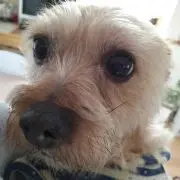 きなこの画像