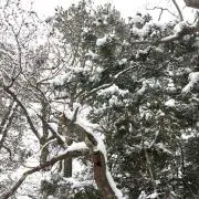 neveの画像
