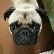 パグ
