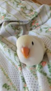 DouDouの画像