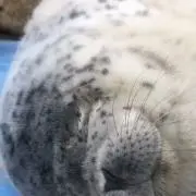 rocuの画像