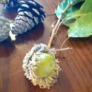 nicoの画像
