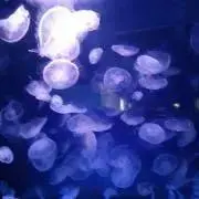 ななこの画像