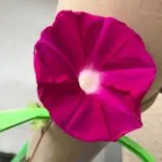 なでしこ