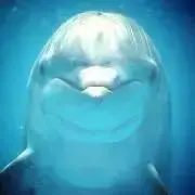 ソラマメの画像