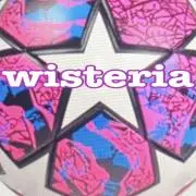 wisteriaの画像