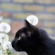 kuro381の画像