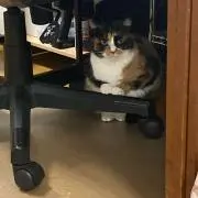 Shoheiの画像