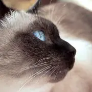 VANILLA