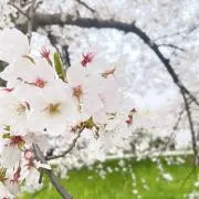 しなもん