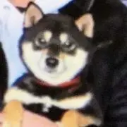 れいちゃんの画像