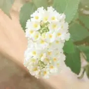 hana.