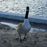 清水の画像