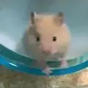 きなこの画像