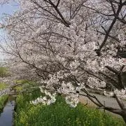 さくらの画像