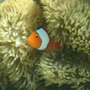 俊輔