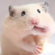 あもの画像