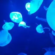 キルト