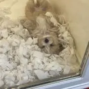 miiの画像