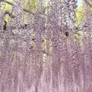 ブルジュ☆の画像