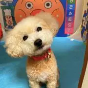ピース✌️の画像