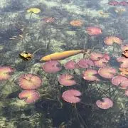 piapia