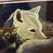 トラ猫