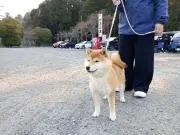 くくの画像