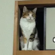 Ariの画像