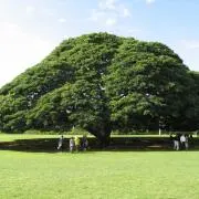よっしーの画像