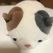 ひつじの画像