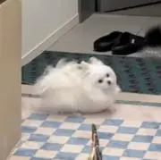 ♩の画像