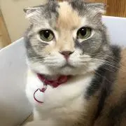 あずきの画像