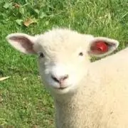 しんべい君ママ