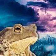 かえるの画像