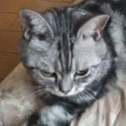はなはな