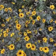 miの画像