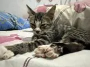 ガマル