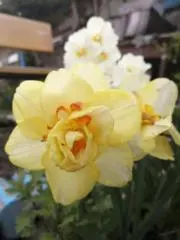 野中百合の画像