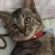 チャコの画像
