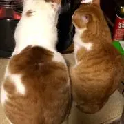 ryotetoの画像